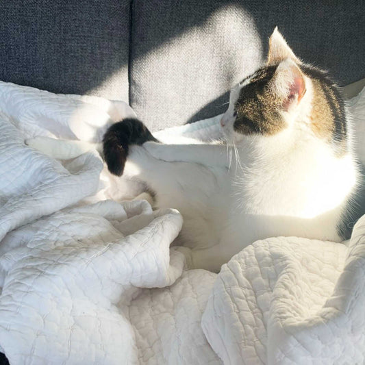 Remembering Lyla: Grieving Our Cat and Finding Comfort in Pet Ashes Jewellery - Ashes Jewellery AE