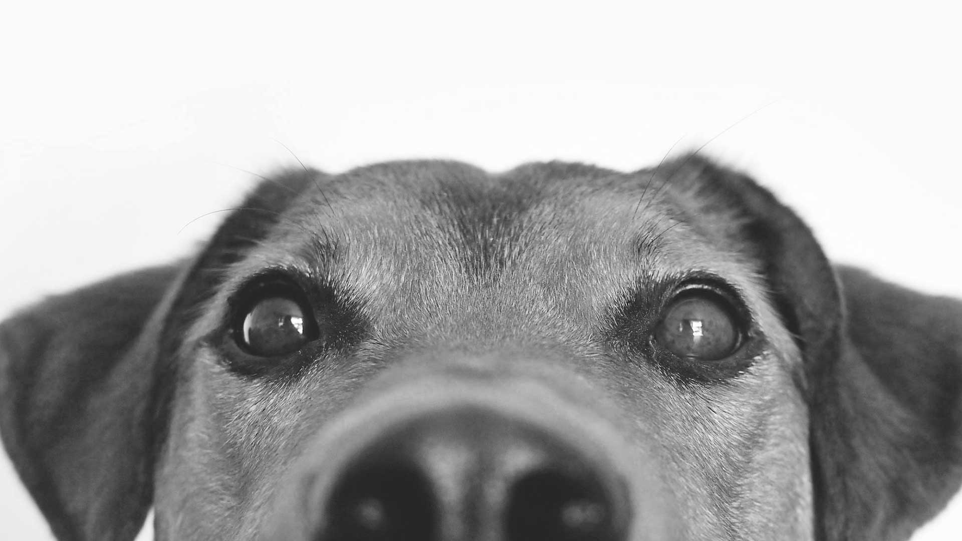 Banner Dog Ashes Jewellery