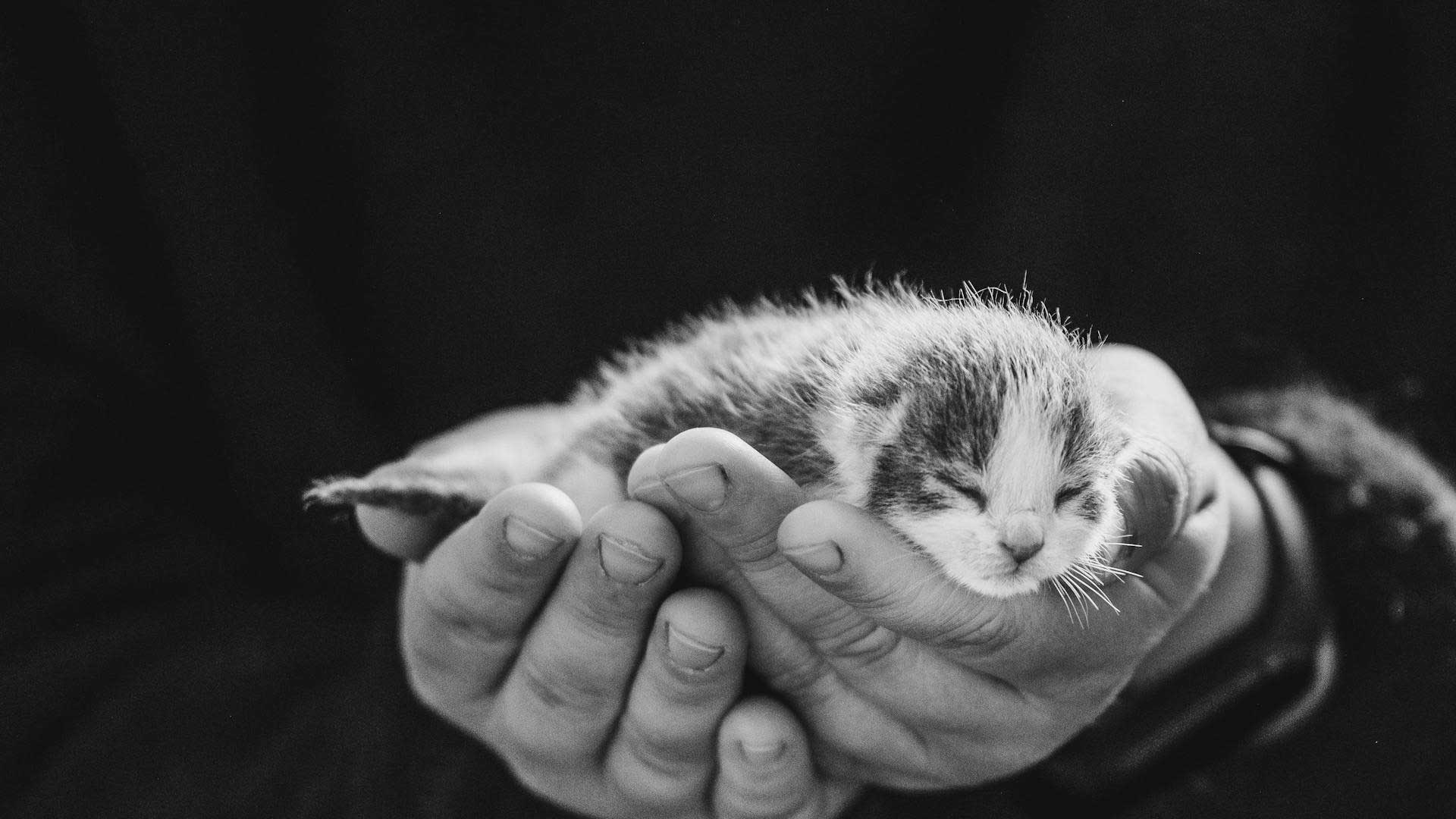 Person holding a small kitten in their hands against a dark background