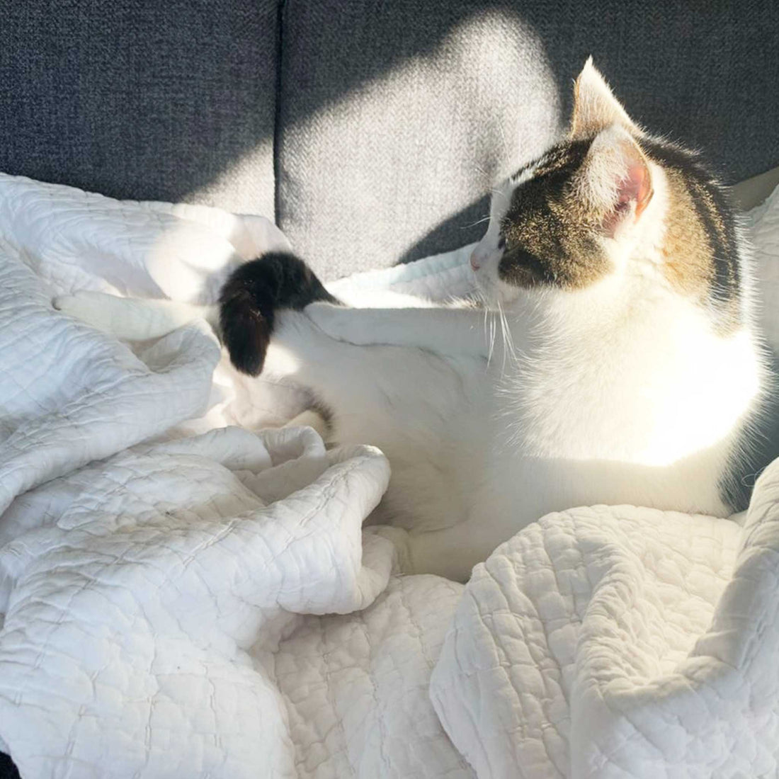 Remembering Lyla: Grieving Our Cat and Finding Comfort in Pet Ashes Jewellery - Ashes Jewellery AE