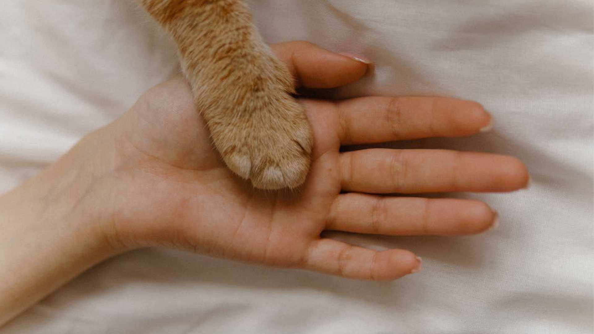 Pet Ashes Jewellery Page Banner